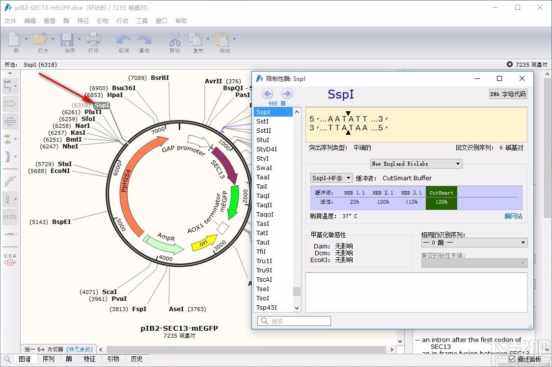 SnapGene,分子生物学软件,可视化生物学,分子生物学模拟